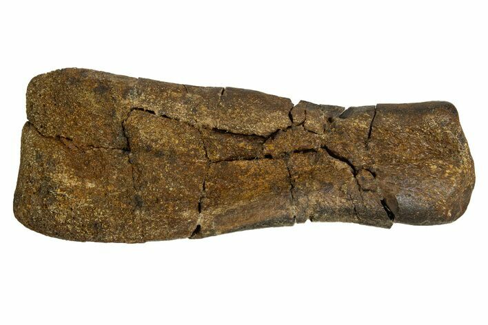 Fossil Dinosaur Bone Section - Judith River Formation #326423